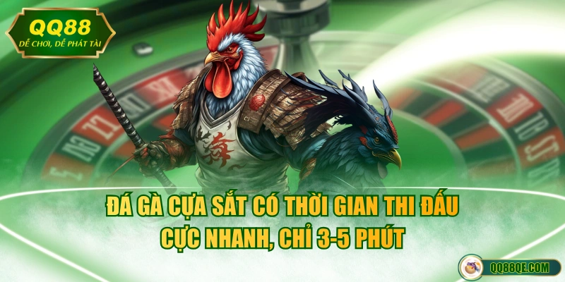 Đá gà cựa sắt có thời gian thi đấu cực nhanh, chỉ 3-5 phút