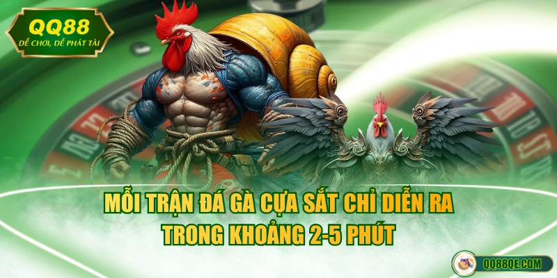 Mỗi trận đá gà cựa sắt chỉ diễn ra trong khoảng 2-5 phút
